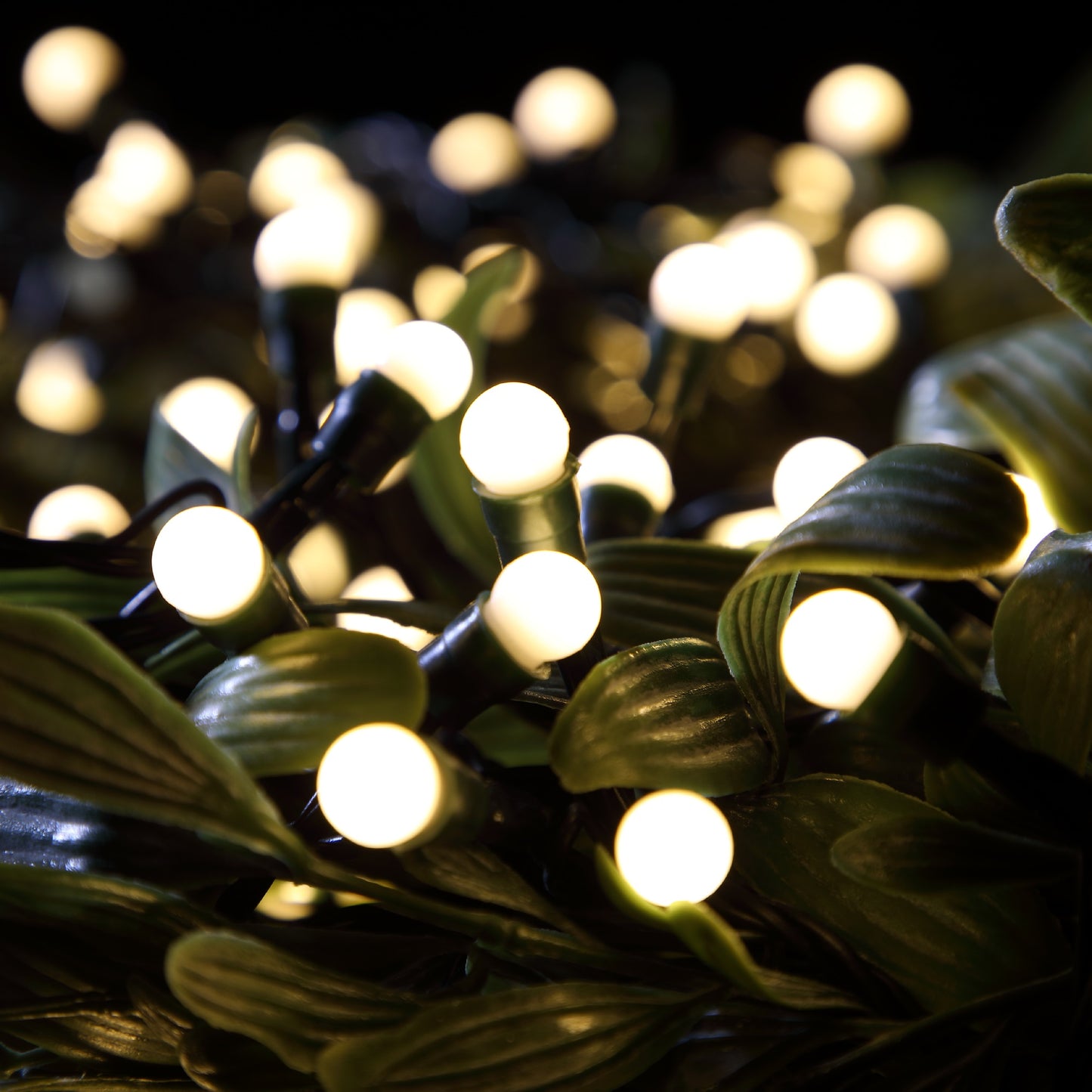 A close-up of warm white LED berry lights illuminated among green foliage.